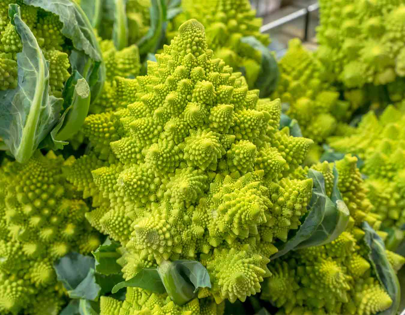Brócoli (Brassica oleracea var. romanescu)