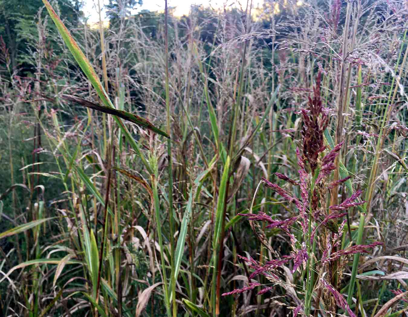 Sorgo de Alepo (Sorghum halepense)