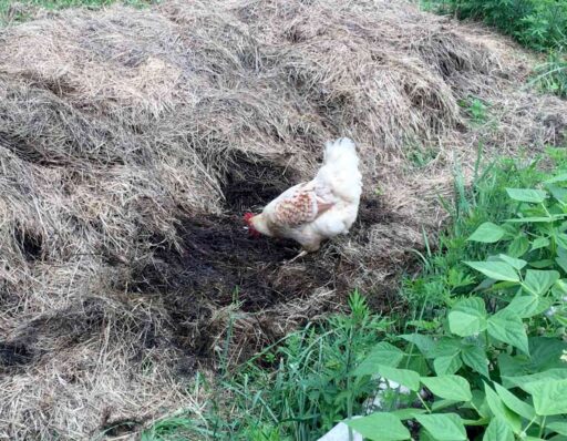 Gallina de razaampurdanesa escarbando el compost