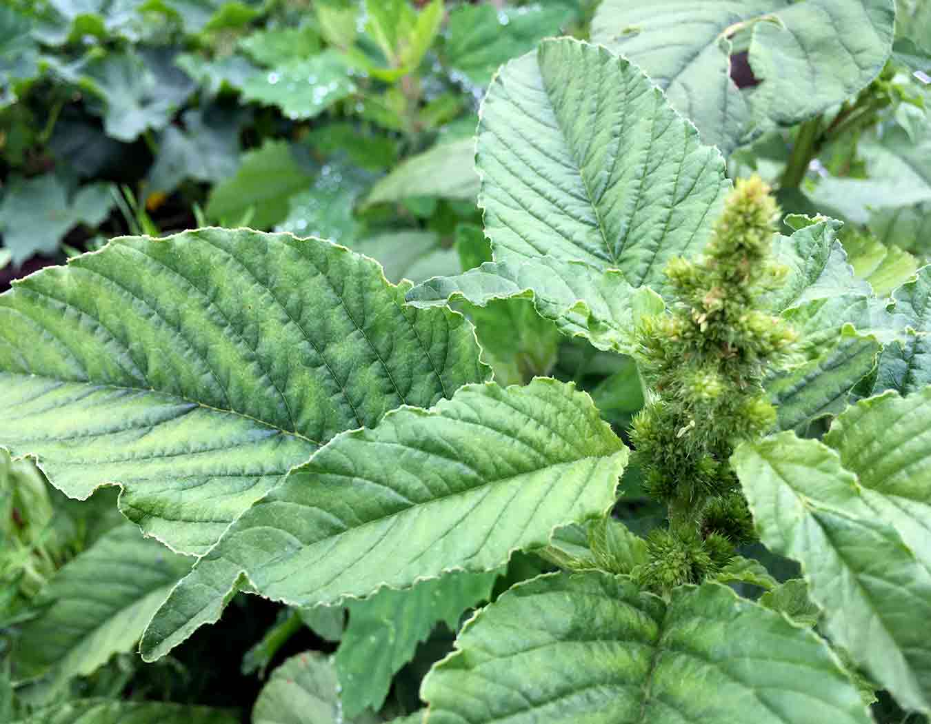 Bledo (Amaranthus blitum)
