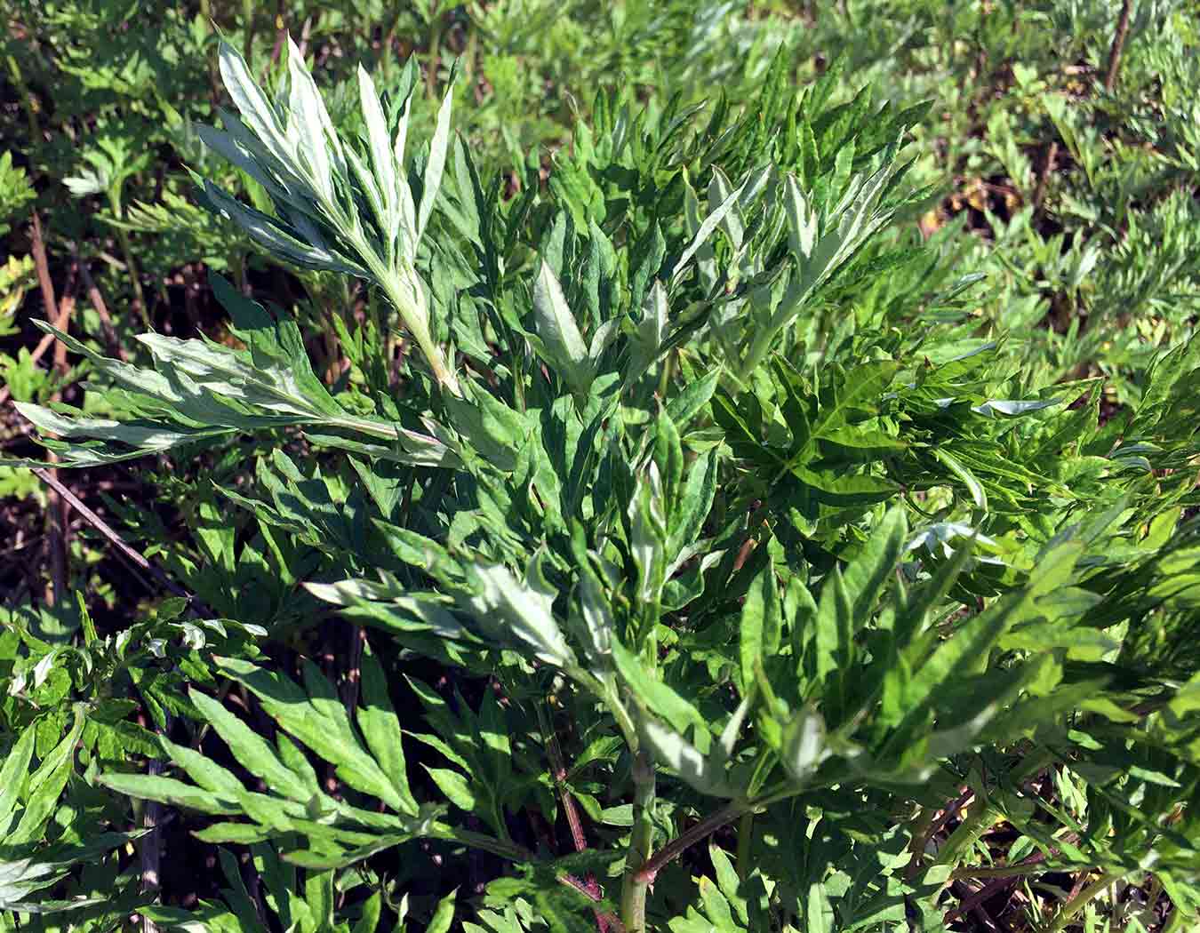 Artemisa (Artemisia vulgaris)