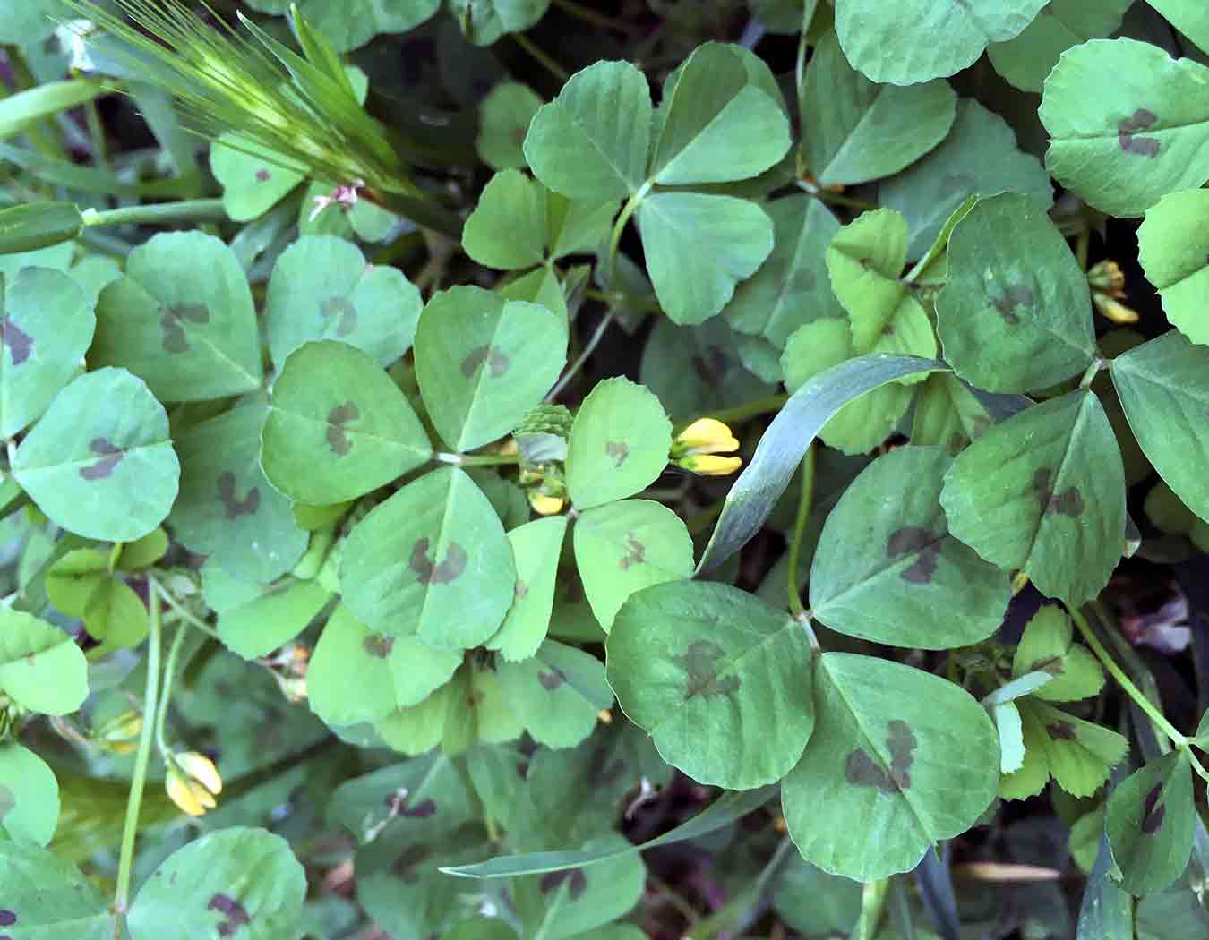 Trébol manchado (Medicago arabica)