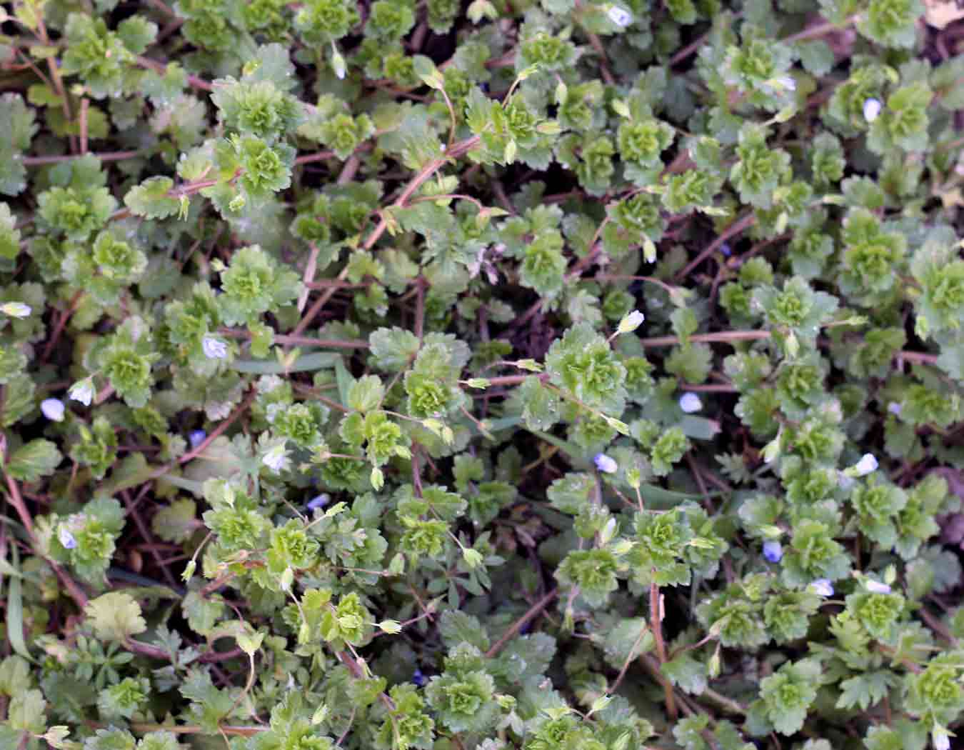 Veronica persica