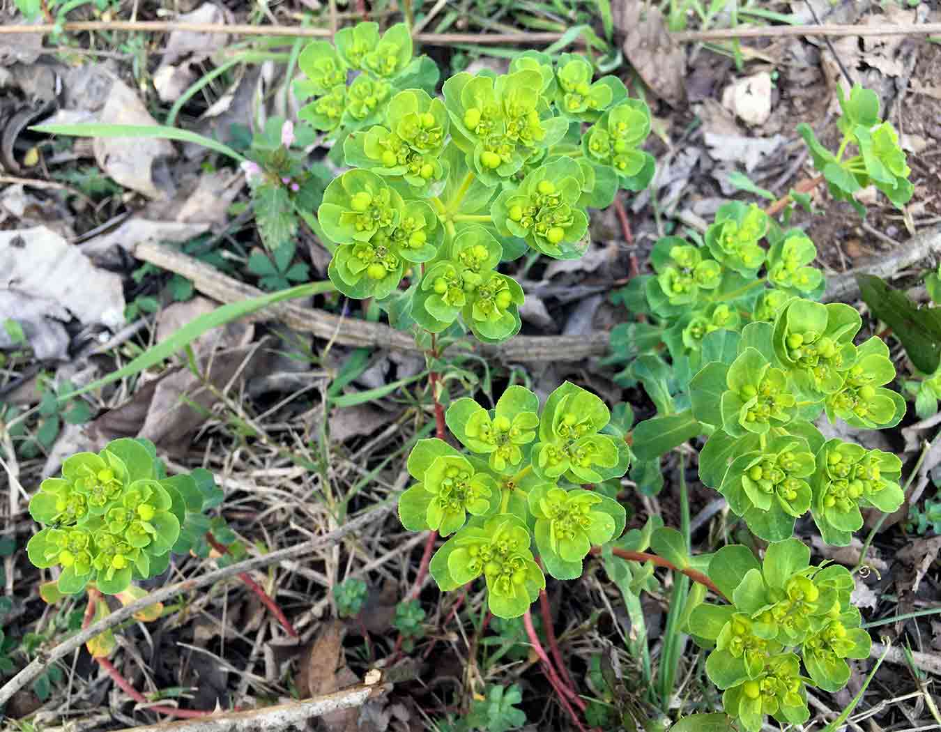 Euphorbia helioscopia