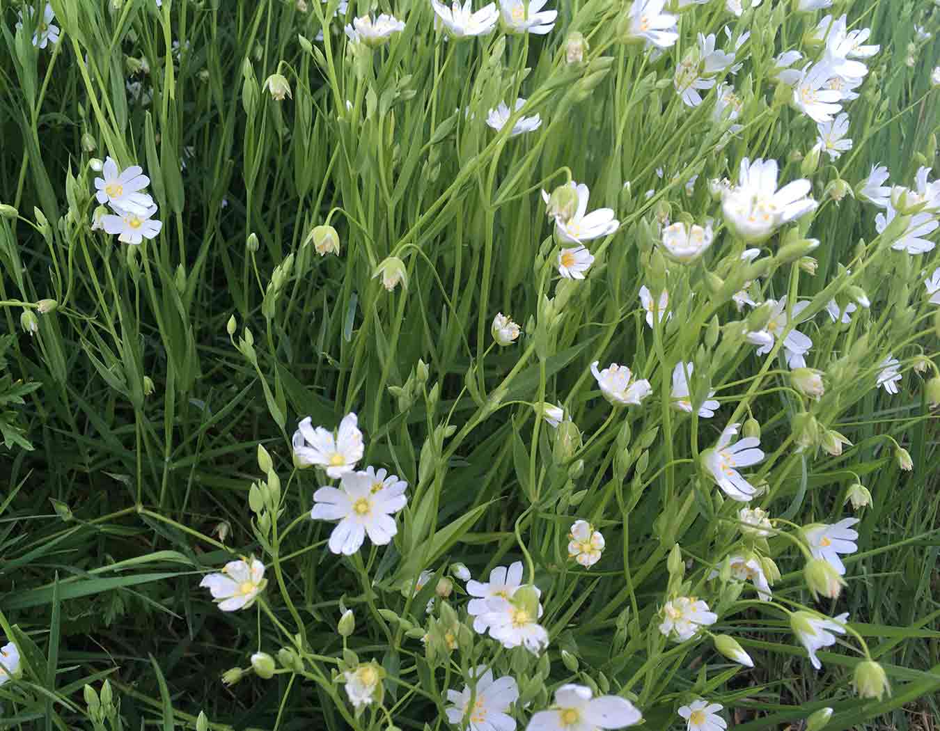 Stellaria holostea