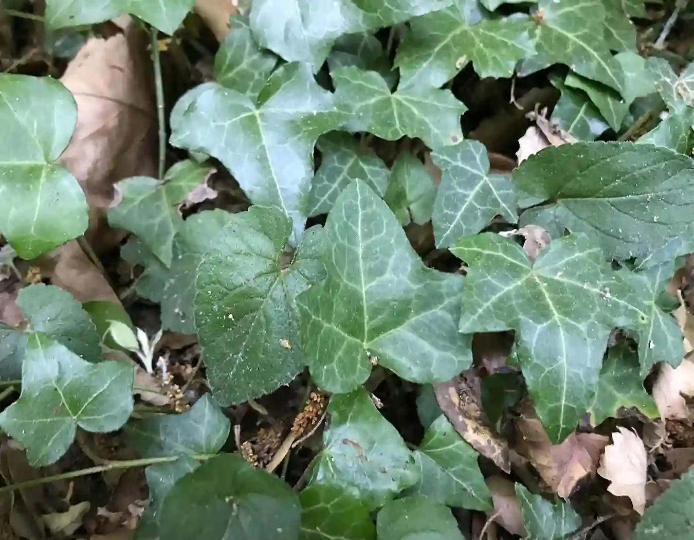 Hiedra (Hedera helix)