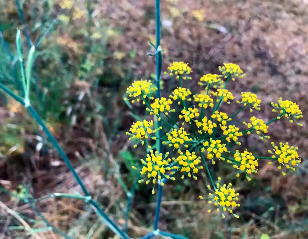 Hinojo Foeniculum vulgare