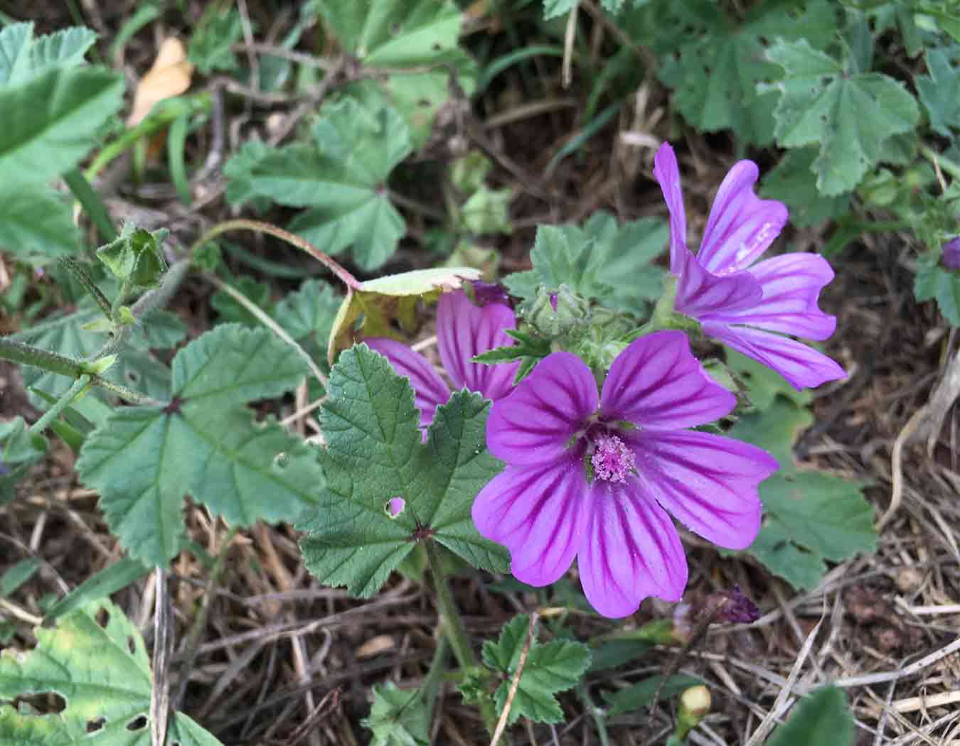 Malva neglecta