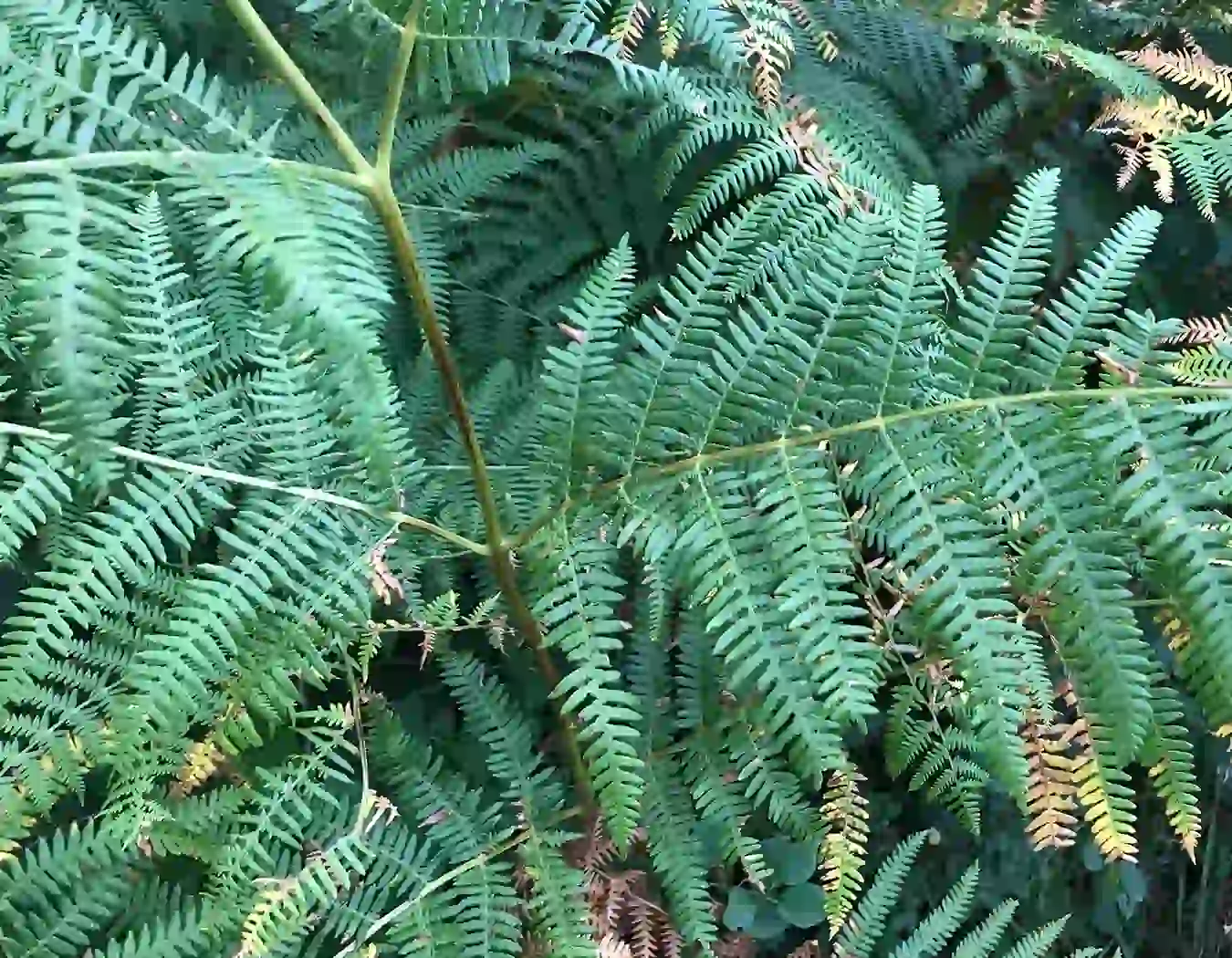 Helecho común (Pteridium aquilinum)