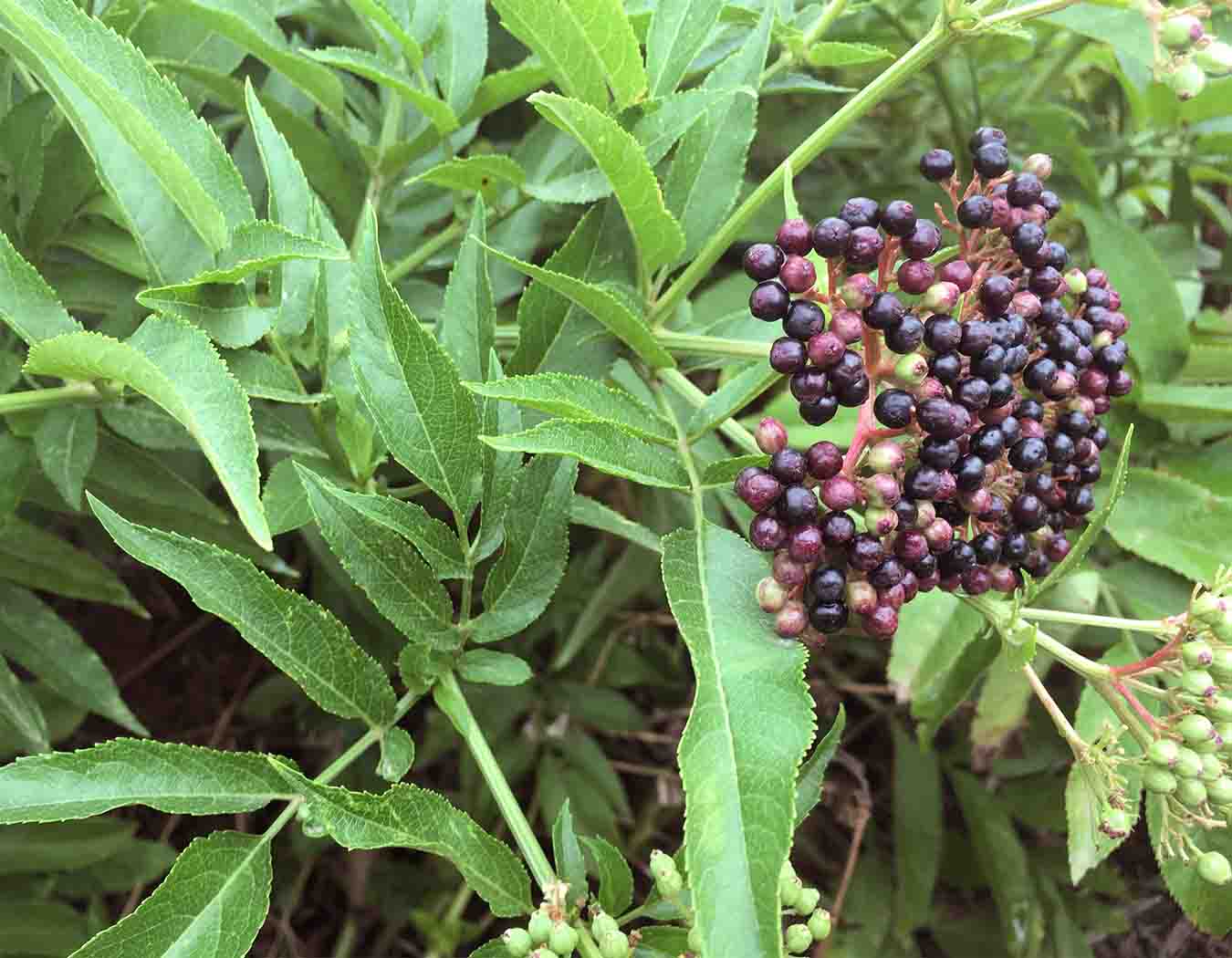 Sambucus ebulus