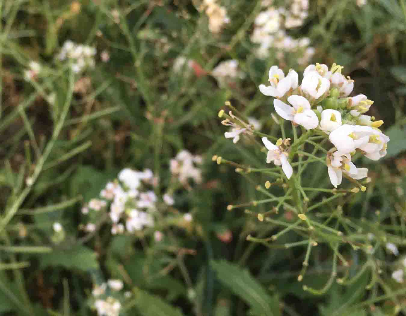 Diplotaxis erucoides flores