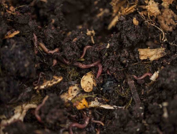 vermicompost