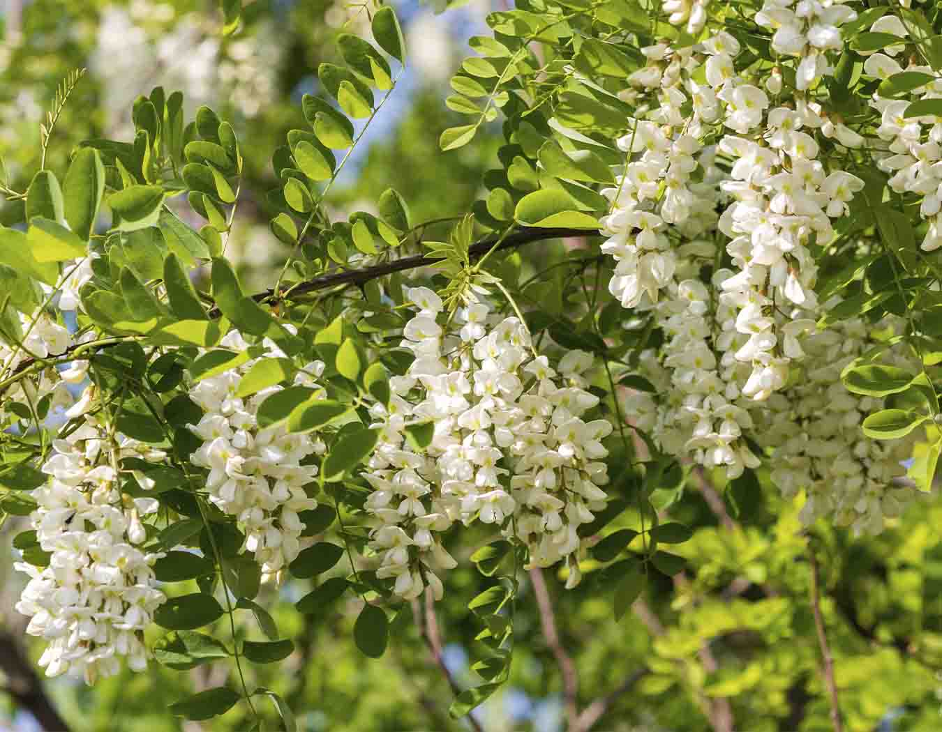Robinia pseudoacacia