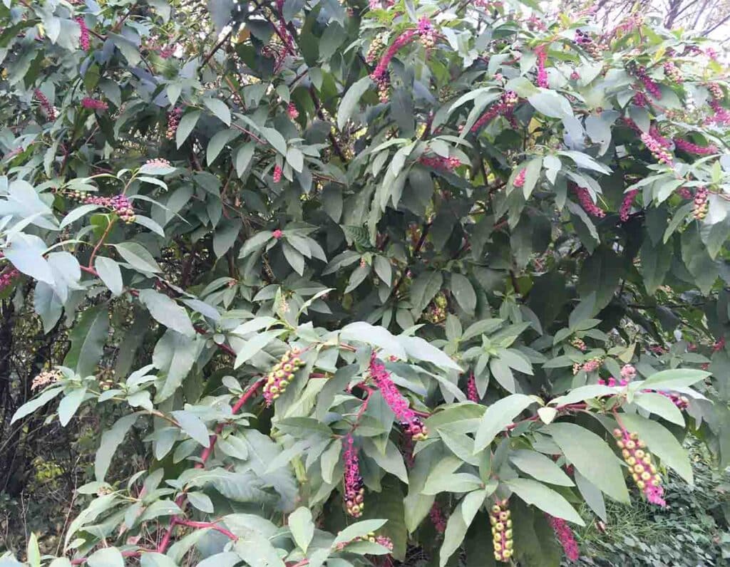 Phytolacca americana