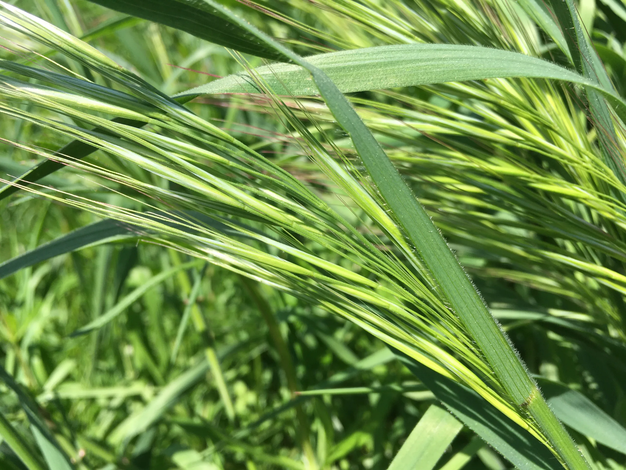 Avena sterilis
